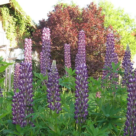 דירה Kathrein רויטה