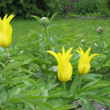 דירה Kathrein רויטה