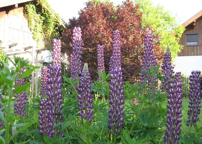 公寓 Kathrein 罗伊特