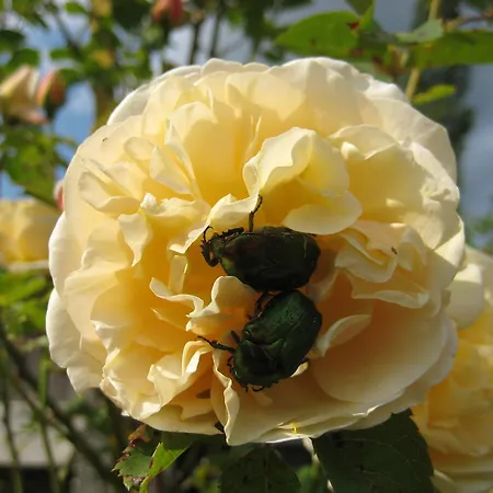 Kathrein アパート *